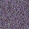 Miyuki Delica Bead 11/0, DB2322, Matte Opaque Glazed Sea Lavender AB, 5 grams